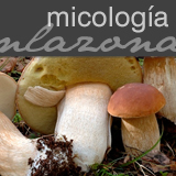Micologa en la comarca de Ciudad Rodrigo