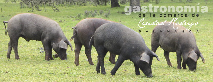 www.gastronomiaciudadrodrigo.com